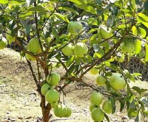 Guava Leaf