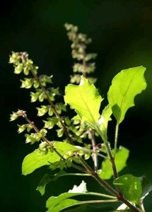 3 Plants Seeds