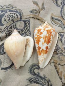 amadis shell and laevistrombus canarium