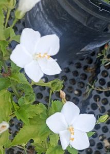 Combo Of 3 colour Portulaca Cutting And Seeds