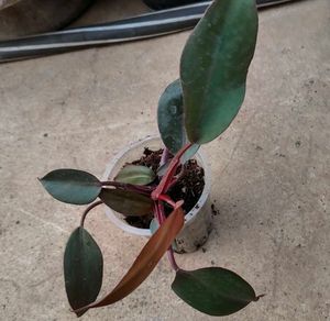 black knight Philodendron Plant