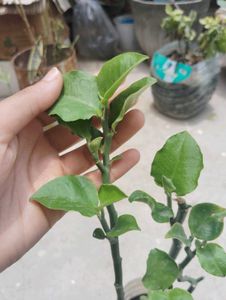 Nagdon plant