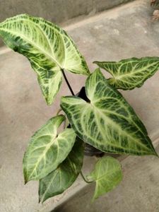 beautiful  plants for home