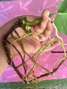 Monstera deliciosa, the Swiss cheese plant