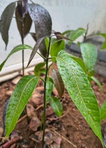 Young Mango Plant Sapling