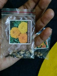 Summer Season Flower Seeds Combo