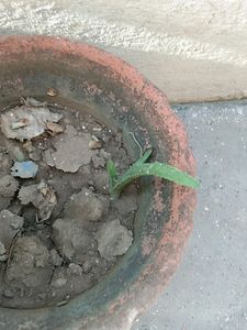 Big Aloe Vera Plant With Roots