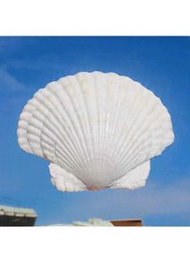 Decorative Seashell Ring Holder