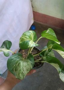manjula Pothos Plant
