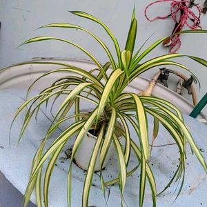 Set 2 Pandanus veitchii &amp; Caladium Alocasia Plants