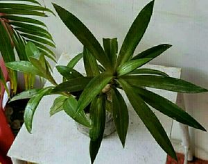 Moses in the Cradle Plant 🌵