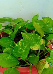Moneyplant/Pothos