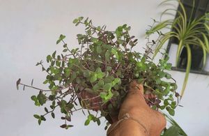 Pack 2 turtles &amp; Pilea Depressa Plant🪴&amp; Pot