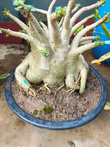 Unique Adenium Plant