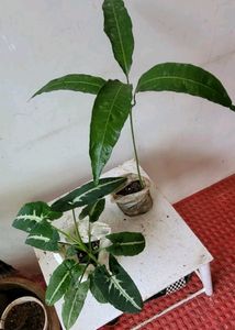 Set 2 Big Mango &amp; SYNGONIUM WENDLANDII Plants