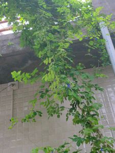 plants