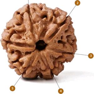 6 Mukhhi Rudraksha Beads