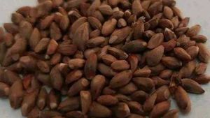 3 Plants Seeds