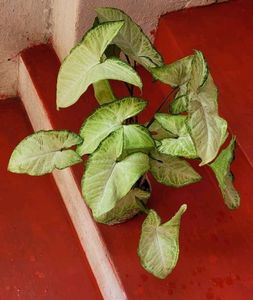 Ever green arrowhead plant 🌿
