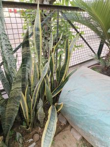 LIVE Snake Plant (Yellow outer edge)