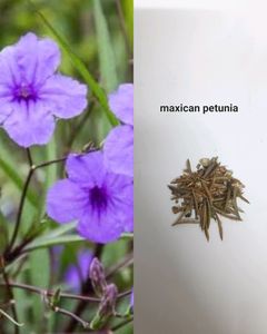 Seeds And Cuttings