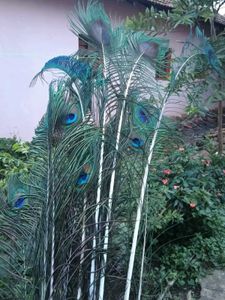 Natural Peacock Feathers pack of 10
