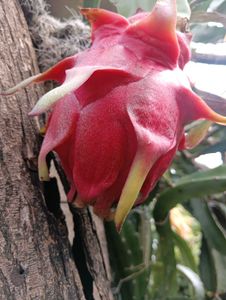 Dragon Fruit Plant Live