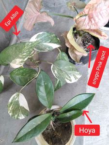 Assorted Potted Houseplants for Sale