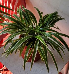 🌱chlorophytum laxum Plant🪴&amp;pot