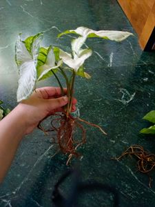 5 Plants In Combo Check Description