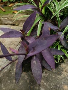Plants for garden