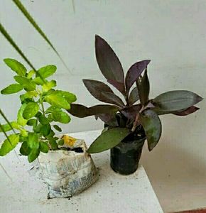 Pack 2 Tulsi &amp; Purple Heart ❤️ Plants