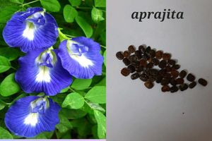 Seeds And Cuttings