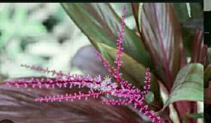 Set 2 Dracaena Mahatma &amp; Callisia Plants