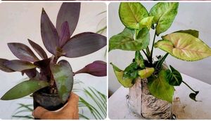 2 Set 🪴 arrowhead vine & Purple Heart 🌴plants