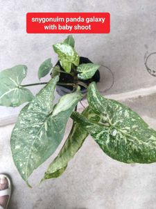 Air purifying snygo,philo and peperomias combo