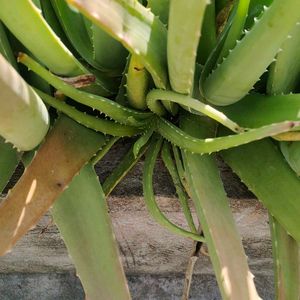 Healthy Aloe Vera Plant