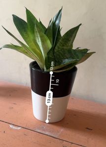 Ceramic White Planter