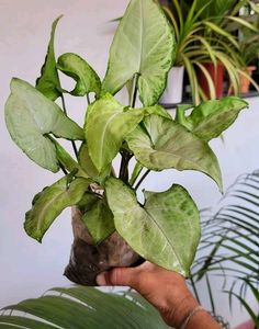 Pack 2 Zabronics &amp; Arrowhead Plants