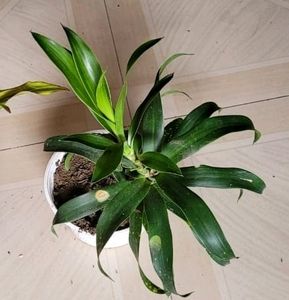 Pack 2 Portulaca grandiflora &amp; Callisia Fragrans: