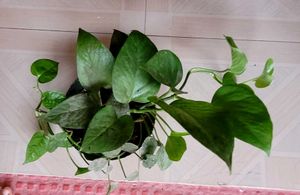 3 Set  Bear &amp; money &amp; Ming Aralia Plants🪴