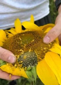 Sunflower Seeds For Gardening