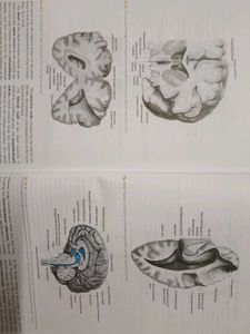 Cunningham's Anatomy Books (Set of 3)