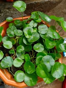Pennywort Plant/ Coin Plant+ Money Plant Pothos