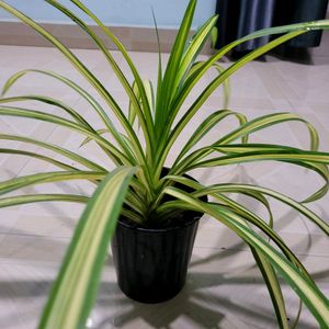 🪴 Pandanus Veitchii Plant 🌱& pot