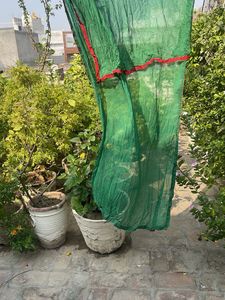 Green Dupatta with Red Border