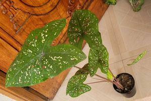 Set 2 ujjalaseeds rare polka &amp; Caladium Pink Plant