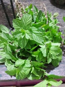 MINT LEAVES