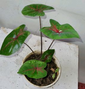 Caladium Biclor Plant🌵& Pot