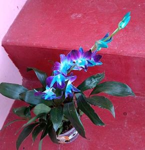 Stunning Blue & Purple Orchid Plant